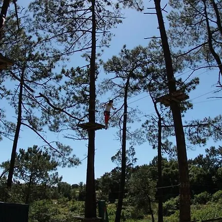 Golden Halcyon - * Ericeira