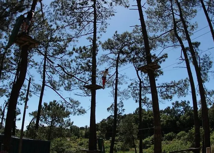 Golden Halcyon - * Ericeira